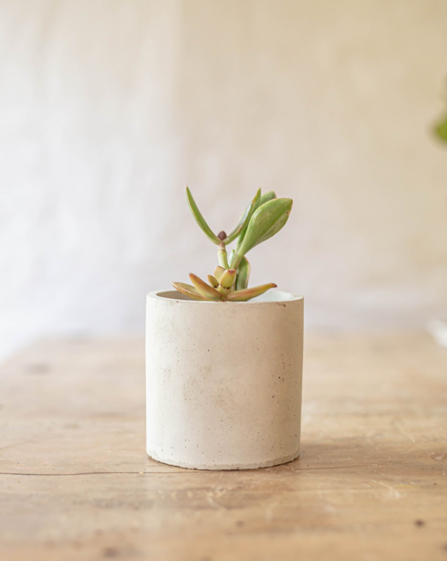 Modern Concrete Planter