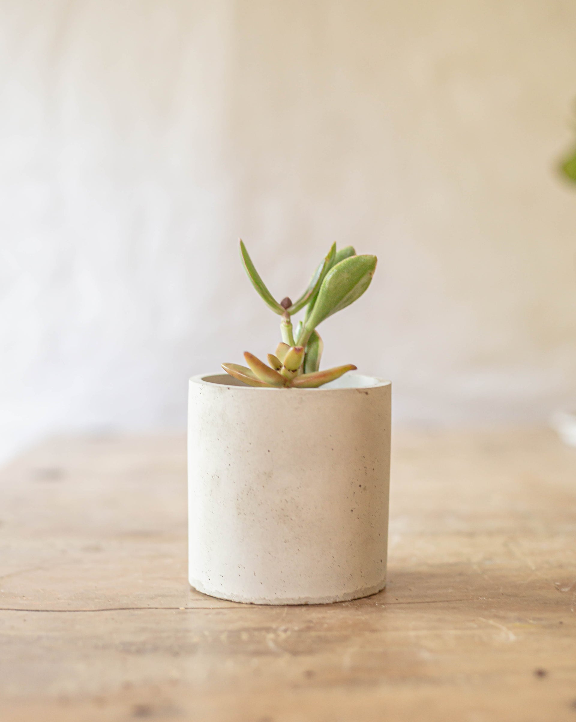 Concrete Succulent Planter