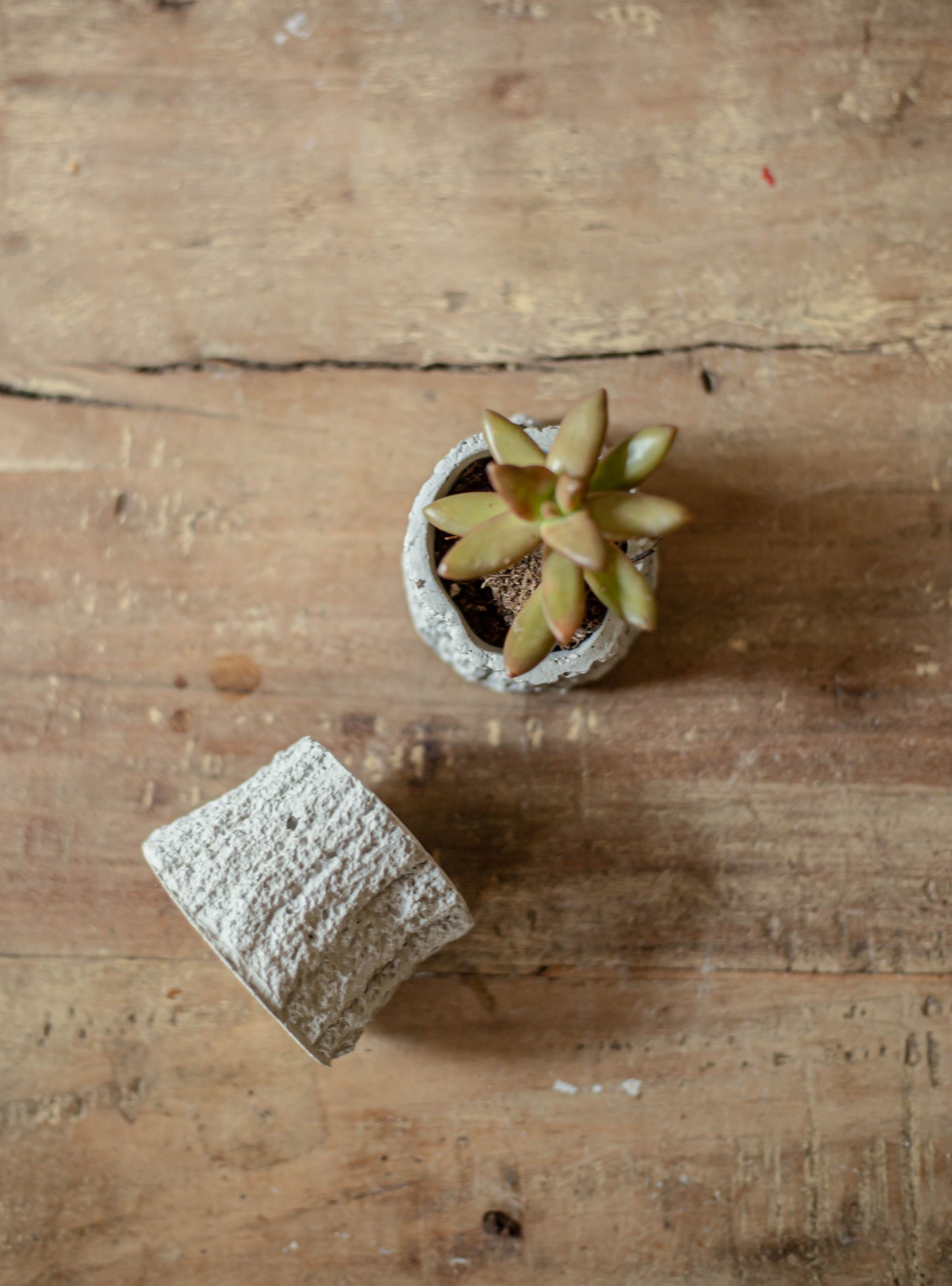 Nature Inspired Concrete Succulent Planter